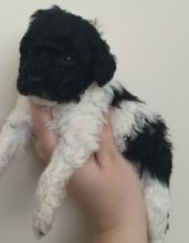 Male and Female Poodle Puppies