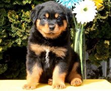 Male and Female Rottweiler Puppies (414 400 9984)