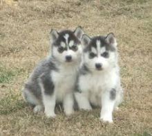 male and female siberian husky puppies for adoption