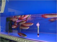 new arival of super red arowana fish and other arowana