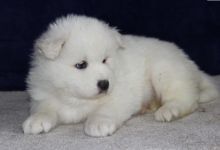 Nice and Healthy Samoyd Puppies Available (614) 398 0887