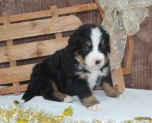 Quality Bred Family Rasied Bernese Mountain Pup(614) 398 0887