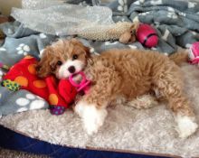 Quality Cavapoo Puppies Puppies - (peterknomer2012@gmail.com) (614 398 0887)