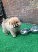 Quality Tiny Beautiful Chow Chow Puppies (peterknomer2012@gmail.com) (614 398 0887)