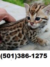 Registered Savannah Kittens,
