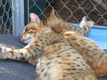 Registered Savannah Kittens, male and female