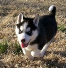 regristered siberian puppies available for adoption