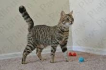 Savannah Kittens F5 for sale