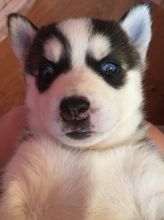 siberian-husky Puppies (peterknomer2012@gmail.com) (614 398 0887)