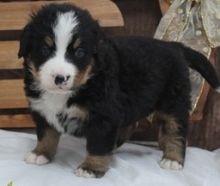 Super Adorable Bernese Mountain Puppies - (614) 398 0887