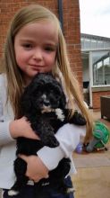 Top Quality Cavapoo Puppies (peterknomer2012@gmail.com) (614 398 0887)