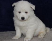 Two adorable 10 week old puppies SAMOYED 614) 398 0887
