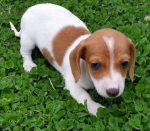 Two Awesome Dachshund Puppies..(peterknomer2012@gmail.com) (614 398 0887)