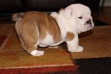 Two Quality Registered Bulldog Puppies now ready