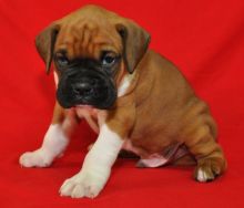 Two Top Class Boxer Puppies Available (peterknomer2012@gmail.com) (614 398 0887)