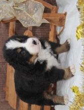 Very Tiny Exceptional Bernese Mountain Girl is Available For Adoption 614) 398 0887