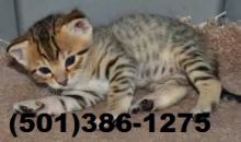 Well Socialized F1 and F2 Savannah Kittens Available