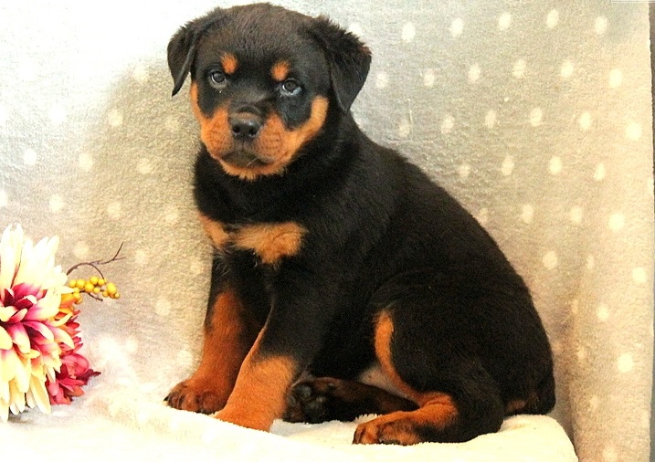 Absolutely Healthy Rottweiler Puppy (414 400 9984) Image eClassifieds4u