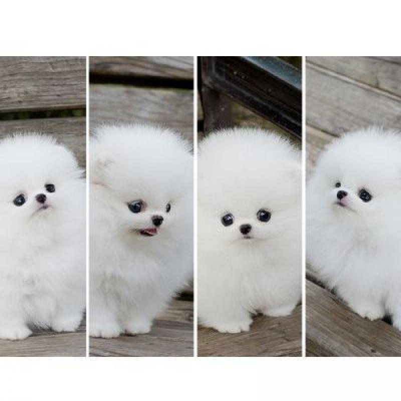 Adorable cream white Pomeranian puppy Image eClassifieds4u