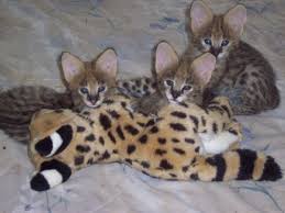 Beautiful, friendly, affordable savannah kittens for sale. We are the most professional quality Sava Image eClassifieds4u
