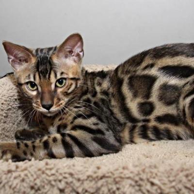 Beautiful Savannah and Serval Kittens! Image eClassifieds4u