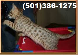 champion Savannahs Kittens. Image eClassifieds4u