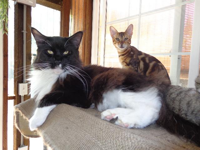 champion Savannahs Kittens. Image eClassifieds4u