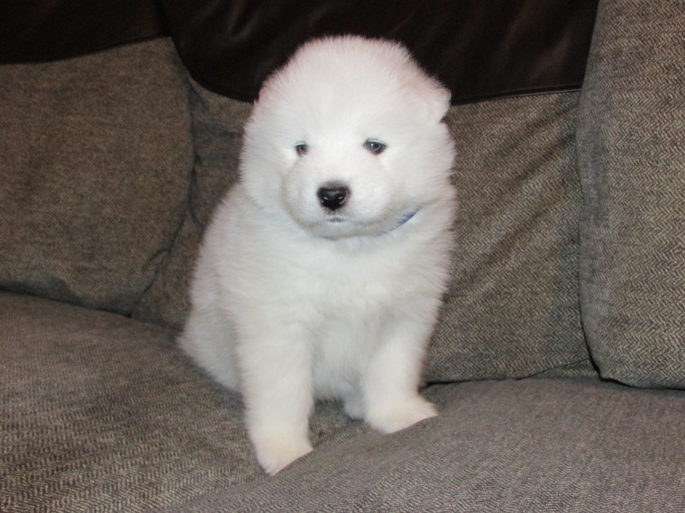 Beautiful samoyed /chihuhuas Image eClassifieds4u