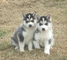 CKC Reg male and female siberian husky puppies for adoption Image eClassifieds4u