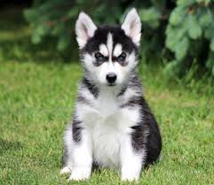 CKC Reg male and female siberian husky puppies for adoption Image eClassifieds4u