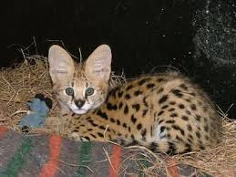F1 Savannah cats for saleSavannah F3 Female 3 months Image eClassifieds4u