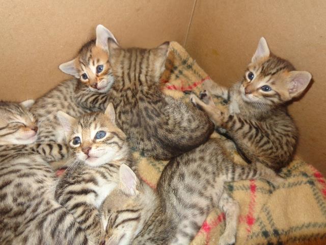 F1 Savannah cats for saleSavannah F3 Female 4 months Image eClassifieds4u