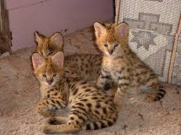 F1 Savannah cats for saleSavannah F3 Female 4 months Image eClassifieds4u