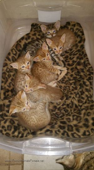 F1 Savannah cats for saleSavannah F3 Female 4 months Image eClassifieds4u