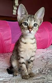 F1 Savannah cats for saleSavannah F3 Female 4 months Image eClassifieds4u