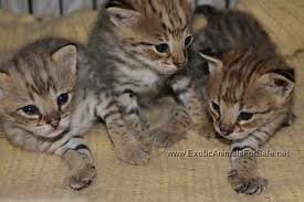 F1 Savannah male and fem kitten for sale for sale Image eClassifieds4u