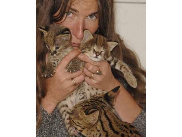 F2 Savannah female kitten l Image eClassifieds4u
