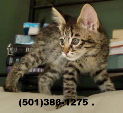 F2 SBT sabana gatito TICA registrado. Image eClassifieds4u