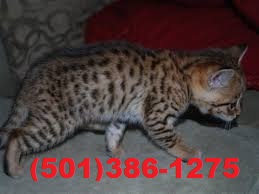 F2 SBT sabana gatito TICA registrado. Image eClassifieds4u