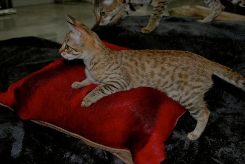 F2 SBT sabana gatito TICA registrado. Image eClassifieds4u