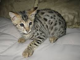 F3 Female Savannah Kittens Available for sale Now Image eClassifieds4u