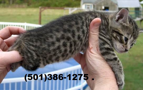 F3 SBT Savannah kittens Image eClassifieds4u