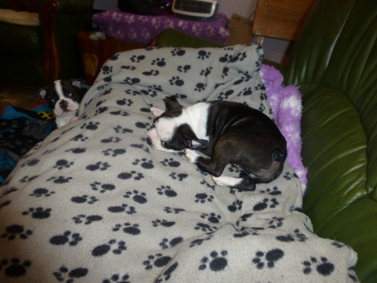 Home raised Boston Terrier puppies for rehoming (peterknomer2012@gmail.com) (614 398 0887) Image eClassifieds4u