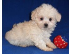 ****beautiful Kc Reg shih poo For sale Duty**** (peterknomer2012@gmail.com) (614 398 0887) Image eClassifieds4U