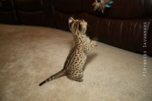 Home Raised savannah Kittens.(404) 947-3957 Image eClassifieds4U