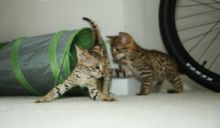 Stunning male and female F2 savannah kittens Available...(404) 947-3957 Image eClassifieds4U