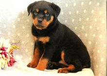Absolutely Healthy Rottweiler Puppy (414 400 9984) Image eClassifieds4U