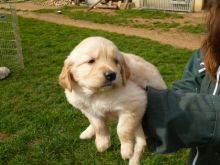 Awesome Golden Retriever Puppies Available For Adoption/ak.1029.920@gmail.com Image eClassifieds4U