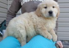 Stunning Light Cream Golden Retriever Puppies/ak1.029.920@gmail.com Image eClassifieds4U