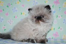 Awesome T-Cup Himalayan kittens 2 Available (peterknomer2012@gmail.com) (614 398 0887) Image eClassifieds4U